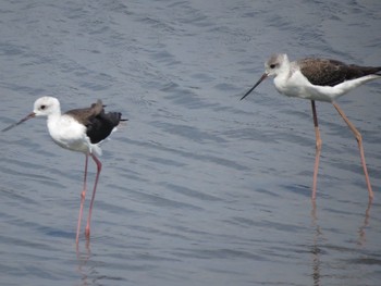 セイタカシギ 東京港野鳥公園 2019年8月24日(土)