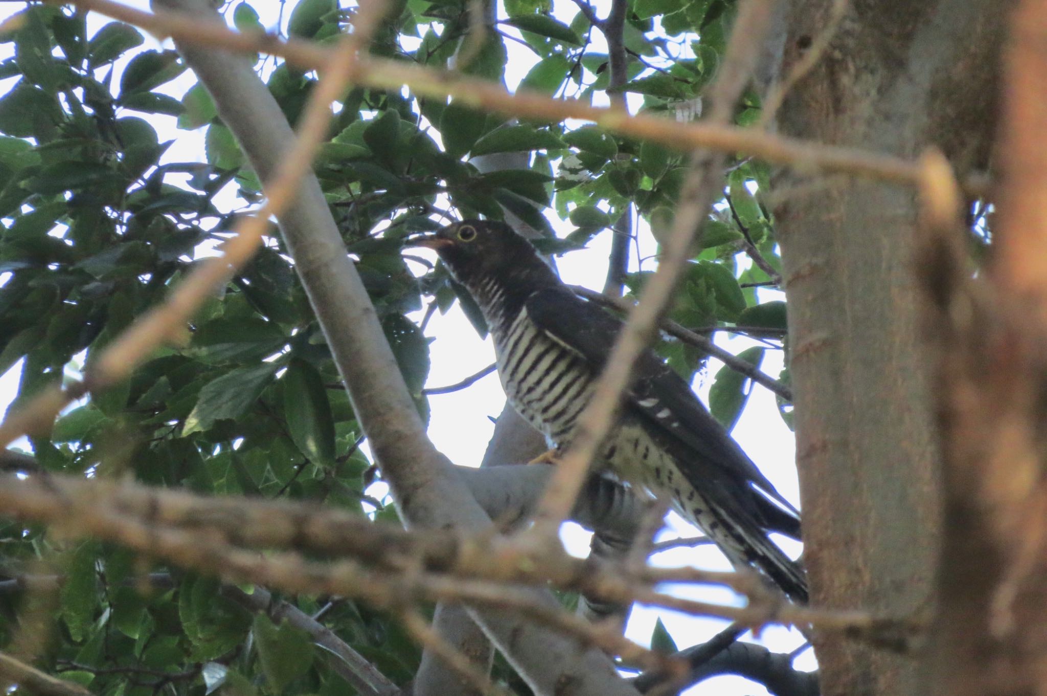 Photo of Oriental Cuckoo at 芝川第一調節池(芝川貯水池) by 鳥人間