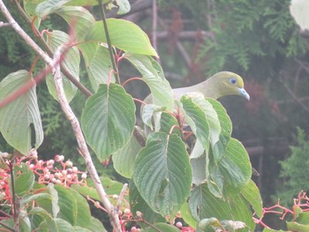 2019年8月18日(日) 高野山の野鳥観察記録