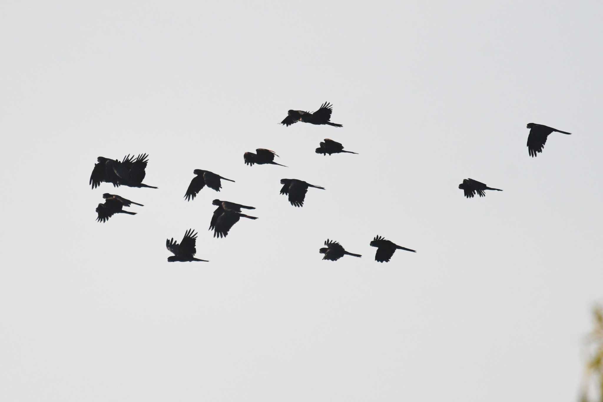 Photo of Red-tailed Black Cockatoo at オーストラリア by あひる