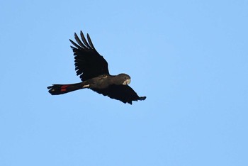 Red-tailed Black Cockatoo オーストラリア Mon, 10/14/2019