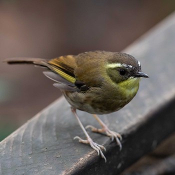 Yellow-throated Scrubwren O'Reilly's Rainforest Retreat Sat, 12/28/2019