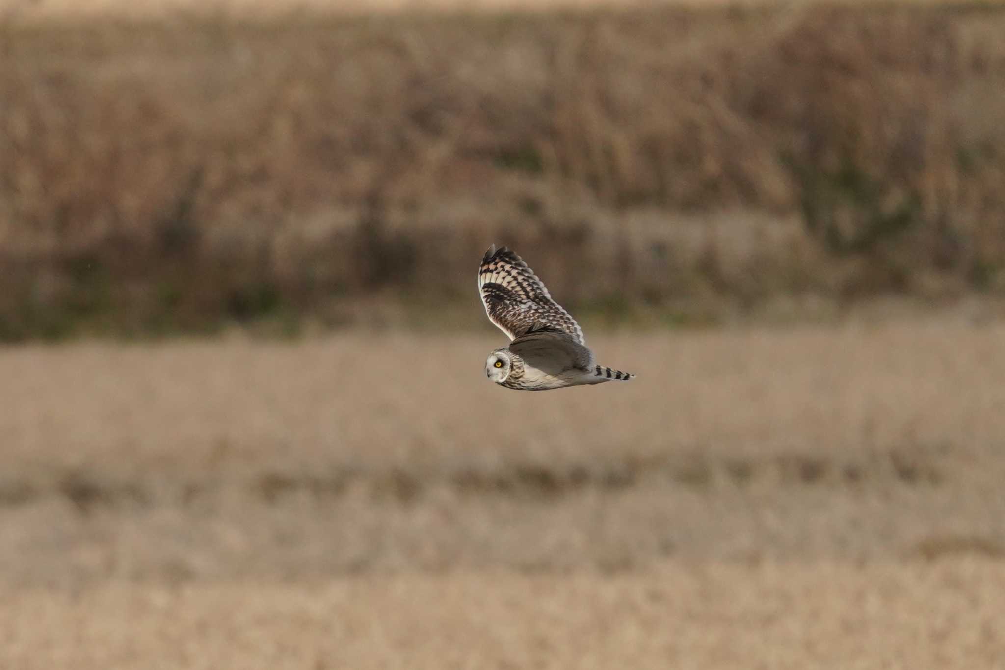 千葉県 コミミズクの写真 by raptor2