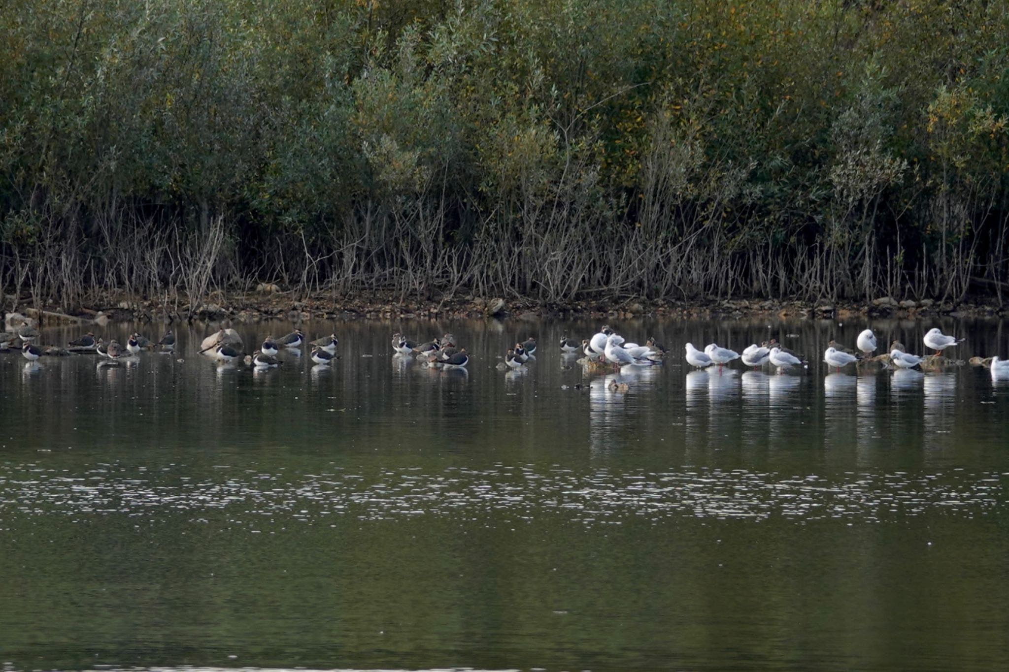 Photo of Northern Lapwing at Saint-Germain-en-Laye,France by のどか