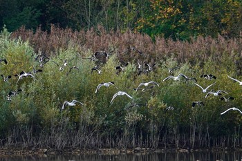 タゲリ Saint-Germain-en-Laye,France 2019年10月28日(月)