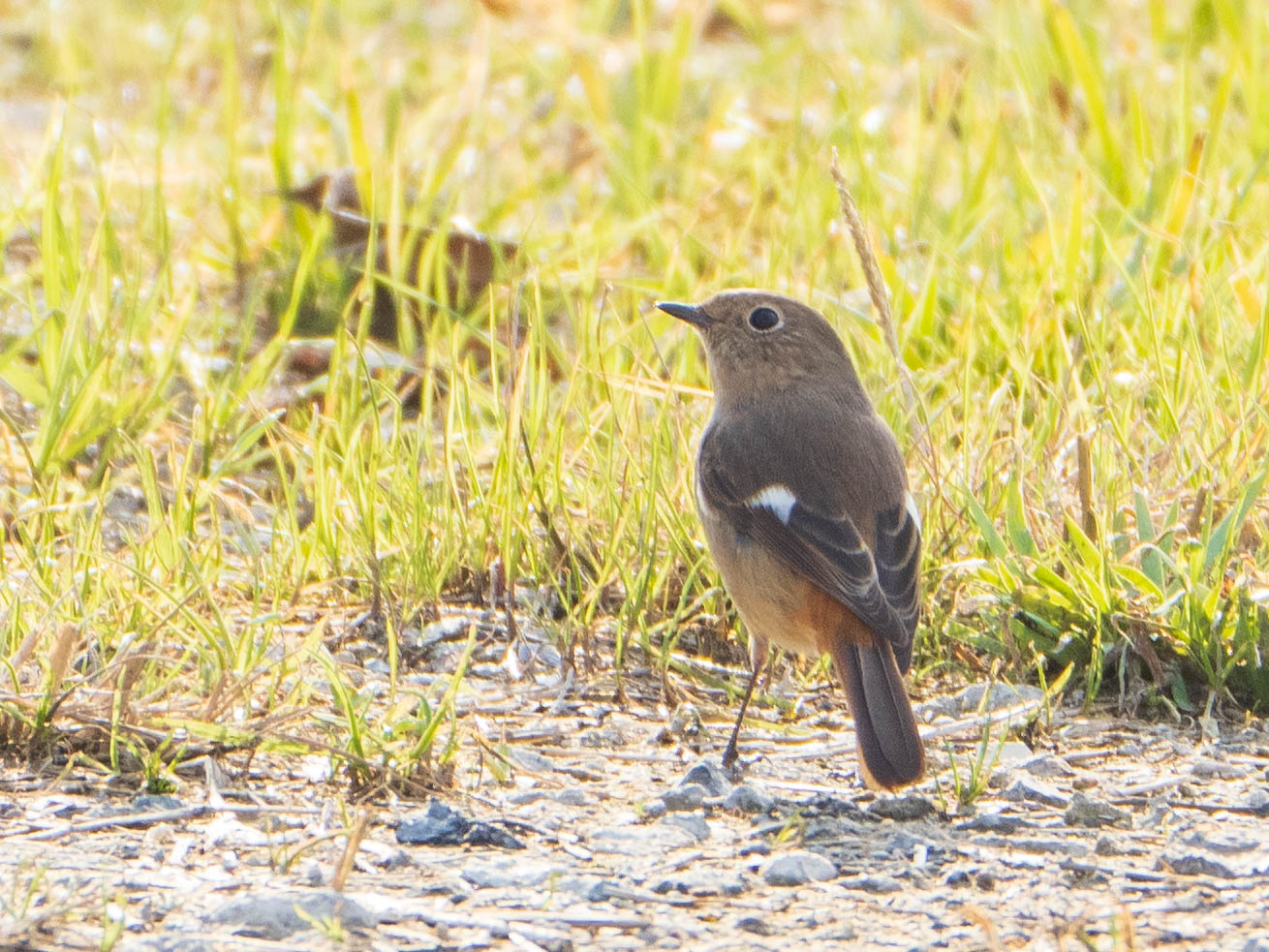 Daurian Redstart