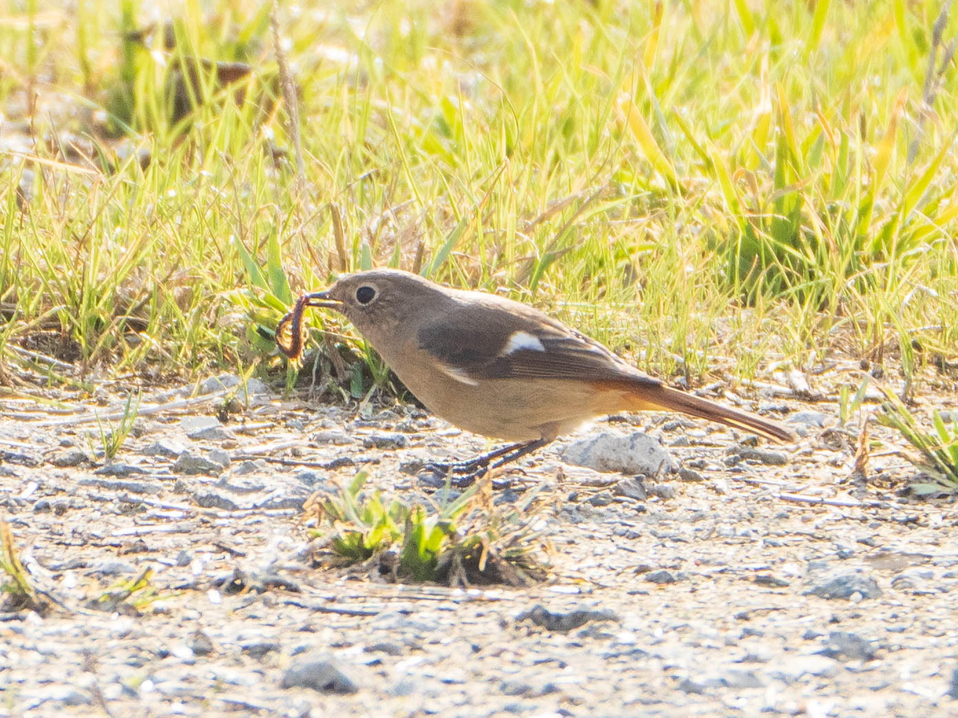 Daurian Redstart