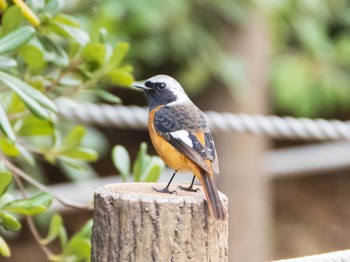 Daurian Redstart 和白干潟 Thu, 1/2/2020