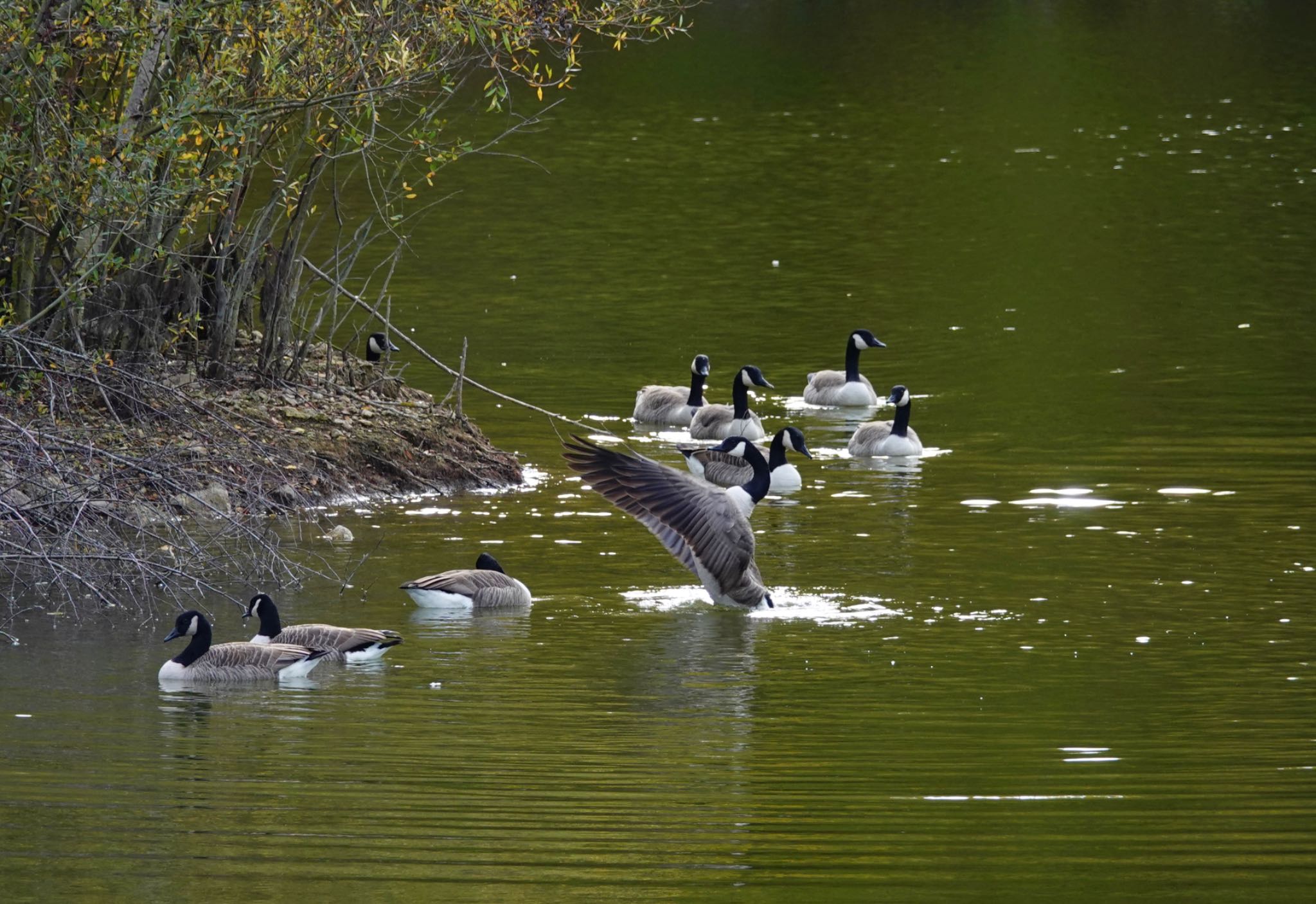 Saint-Germain-en-Laye,France カナダガンの写真 by のどか