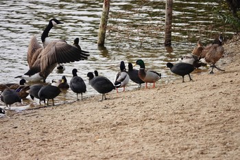 カナダガン Saint-Germain-en-Laye,France 2019年10月28日(月)