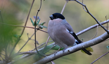 Eurasian Bullfinch 東京都多摩地域 Fri, 1/10/2020