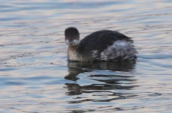 ハジロカイツブリ 兵庫県西宮市 2019年12月31日(火)