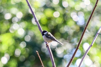 Japanese Tit Shinjuku Gyoen National Garden Thu, 1/9/2020