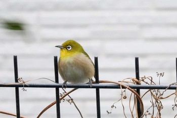 Warbling White-eye 東京都渋谷区 Sat, 1/11/2020