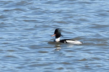 Red-breasted Merganser Unknown Spots Fri, 1/10/2020