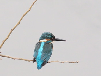 2020年1月11日(土) 引地川親水公園の野鳥観察記録