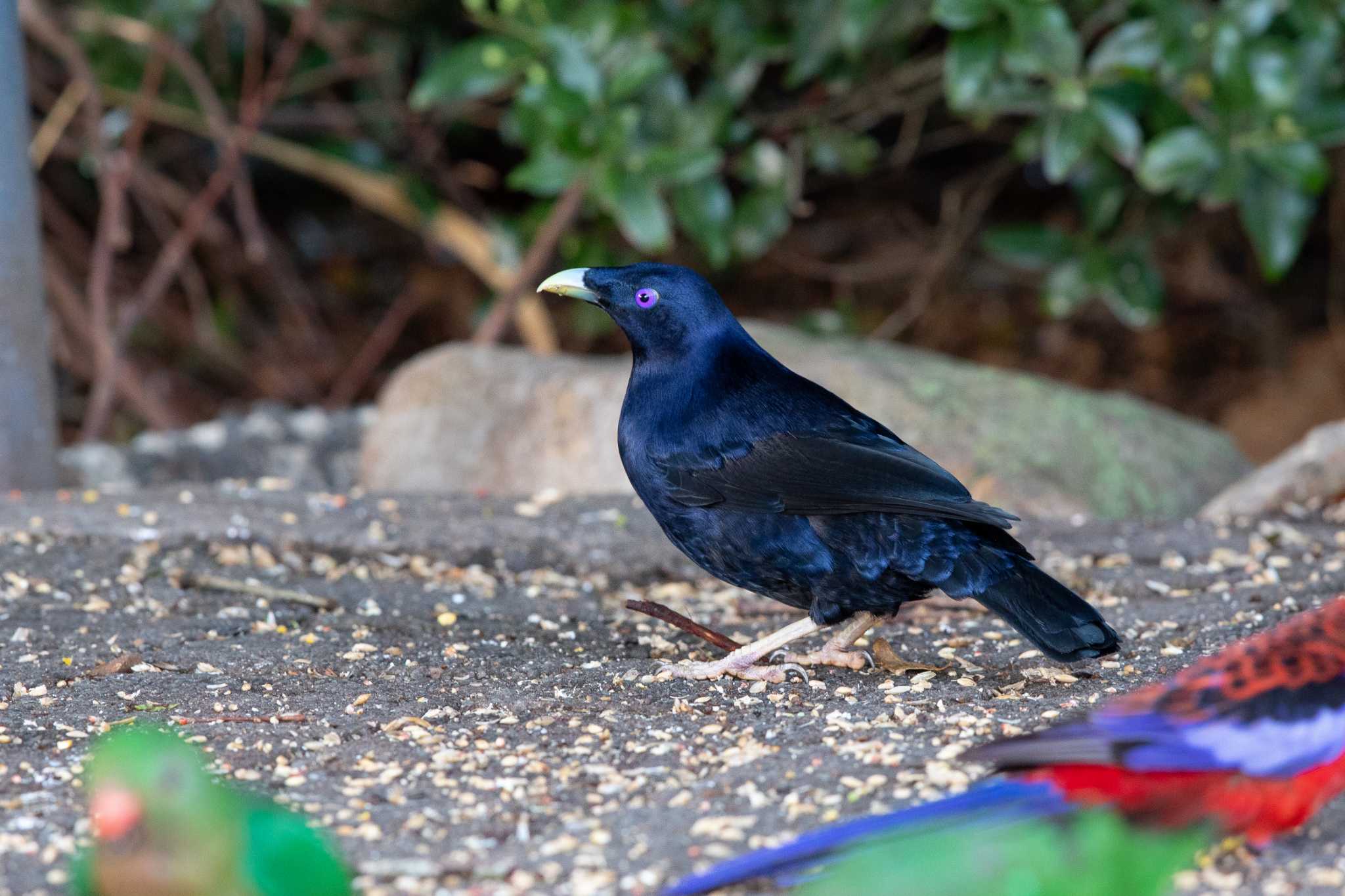 Satin Bowerbird