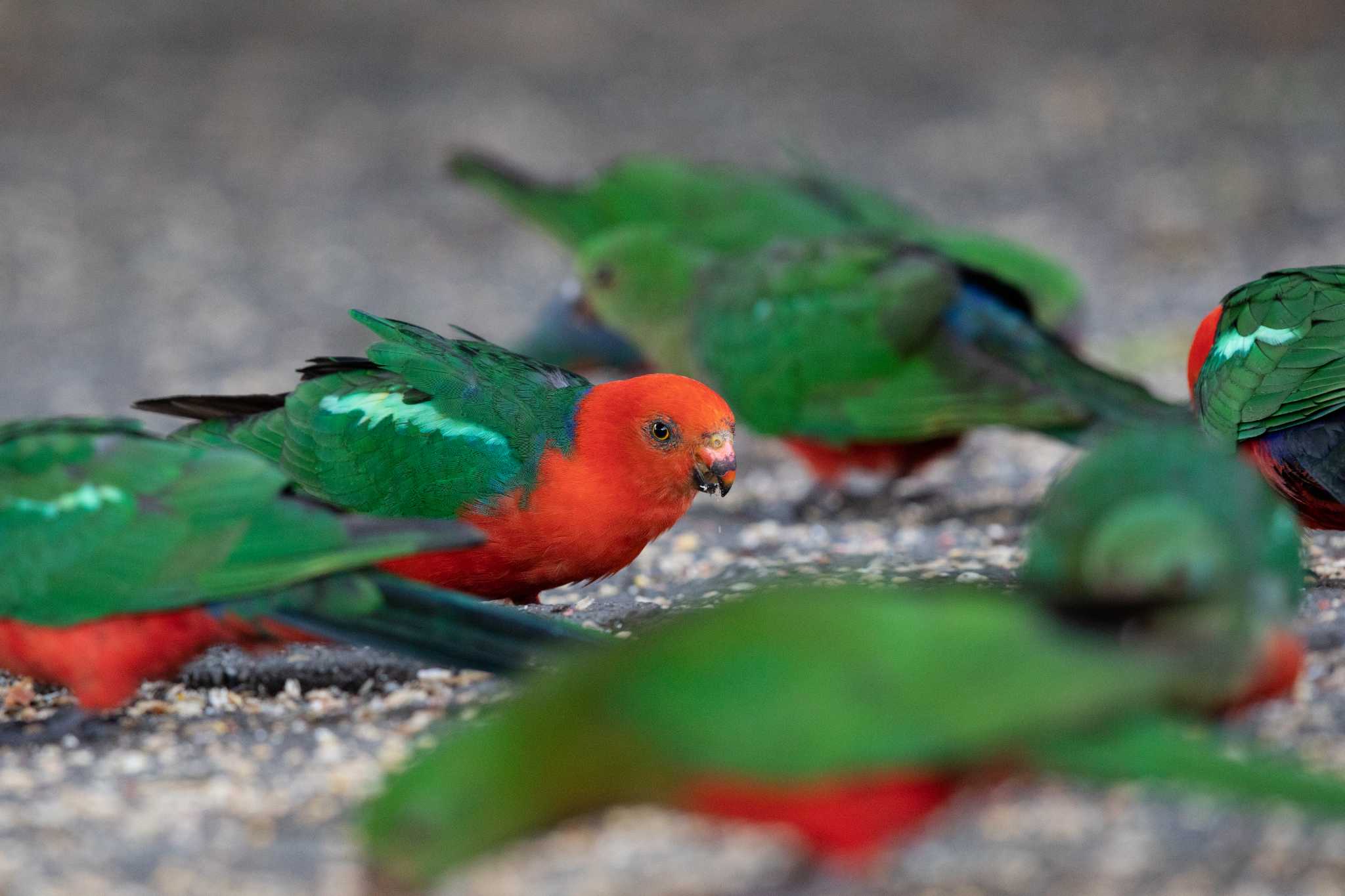 Photo of Australian King Parrot at O'Reilly's Rainforest Retreat by Trio