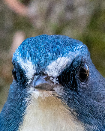 2020年1月10日(金) さいたま市の野鳥観察記録