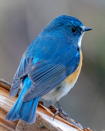 Red-flanked Bluetail さいたま市 Fri, 1/10/2020