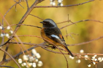 Daurian Redstart 西光寺川 Wed, 1/1/2020