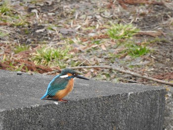 2020年1月11日(土) 宮城01の野鳥観察記録