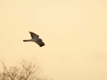 2019年12月18日(水) 栃木00の野鳥観察記録