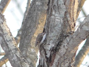 Eurasian Treecreeper(daurica) 勇払原野 Sat, 1/11/2020