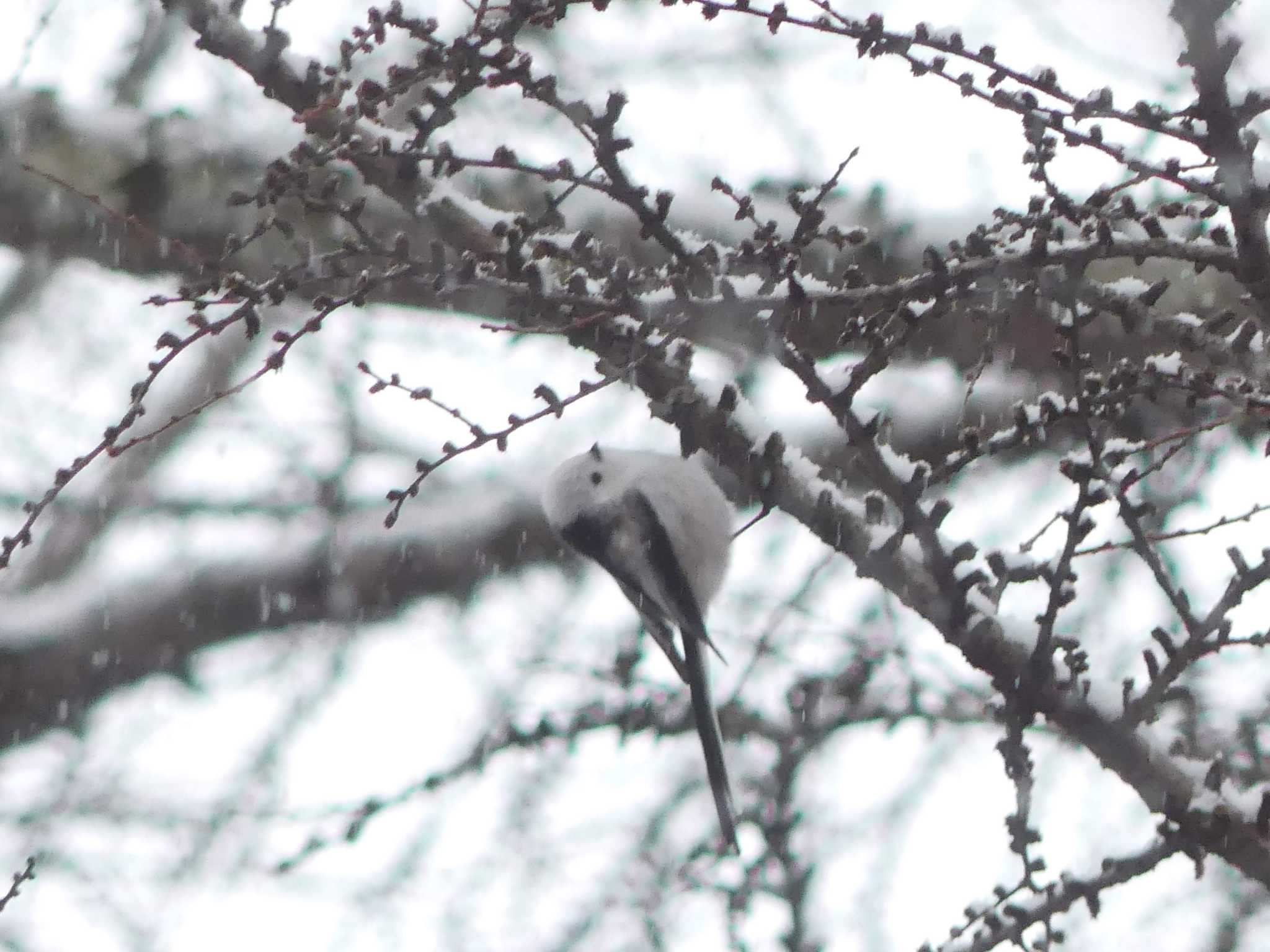 Long-tailed tit(japonicus)