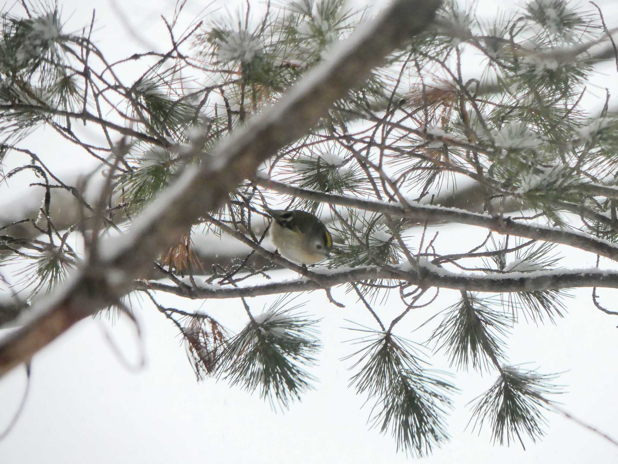 Goldcrest