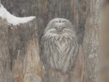 2020年1月11日(土) 北大研究林(北海道大学苫小牧研究林)の野鳥観察記録