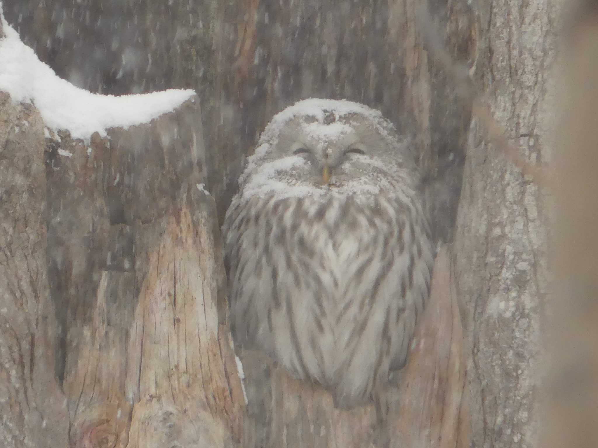 Ural Owl(japonica)