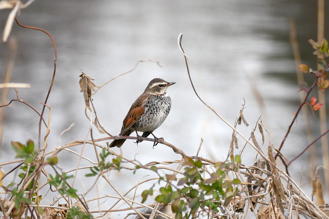 東京港野鳥公園 ツグミの写真 by ぴくるす