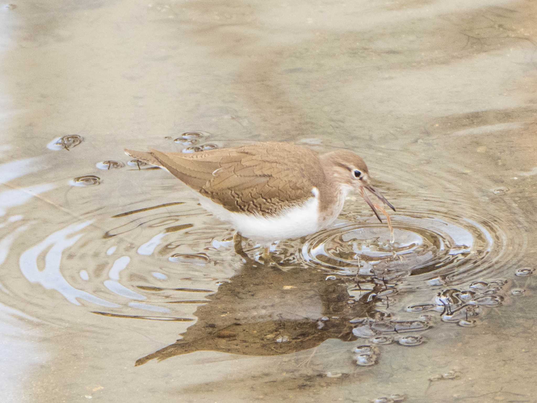 Photo of Common Sandpiper at 和白干潟 by ryokawameister