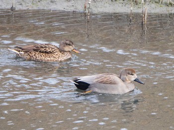 Gadwall 和白干潟 Thu, 1/2/2020