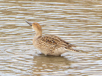 Northern Pintail 和白干潟 Thu, 1/2/2020