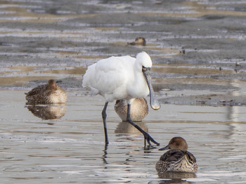 Black-faced Spoonbill 和白干潟 Thu, 1/2/2020