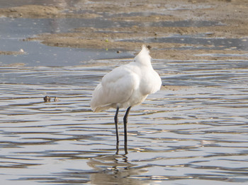 Black-faced Spoonbill 和白干潟 Thu, 1/2/2020