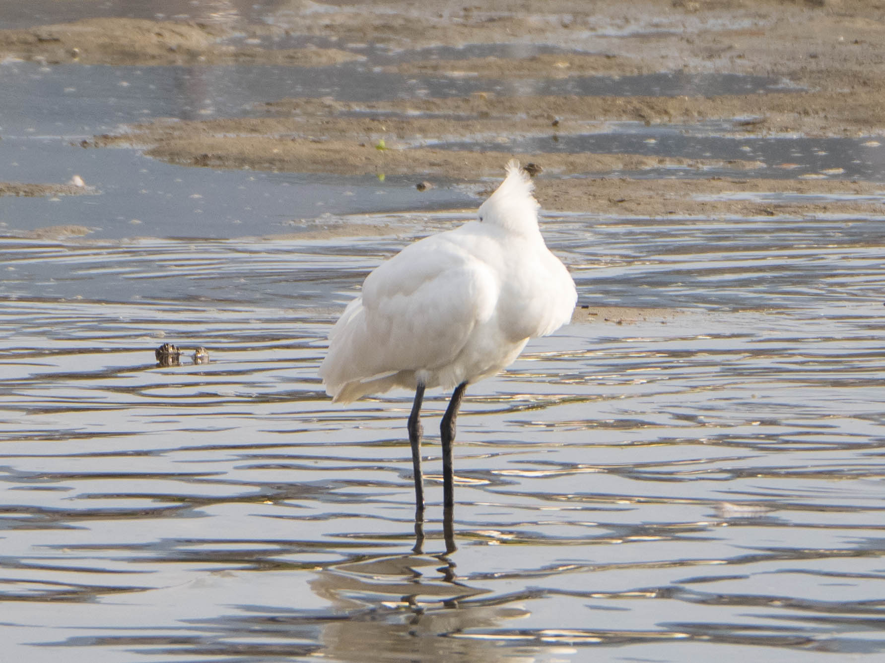 Black-faced Spoonbill