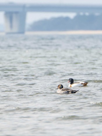 Common Shelduck 和白干潟 Thu, 1/2/2020