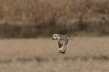 Short-eared Owl 千葉県 Sat, 1/4/2020