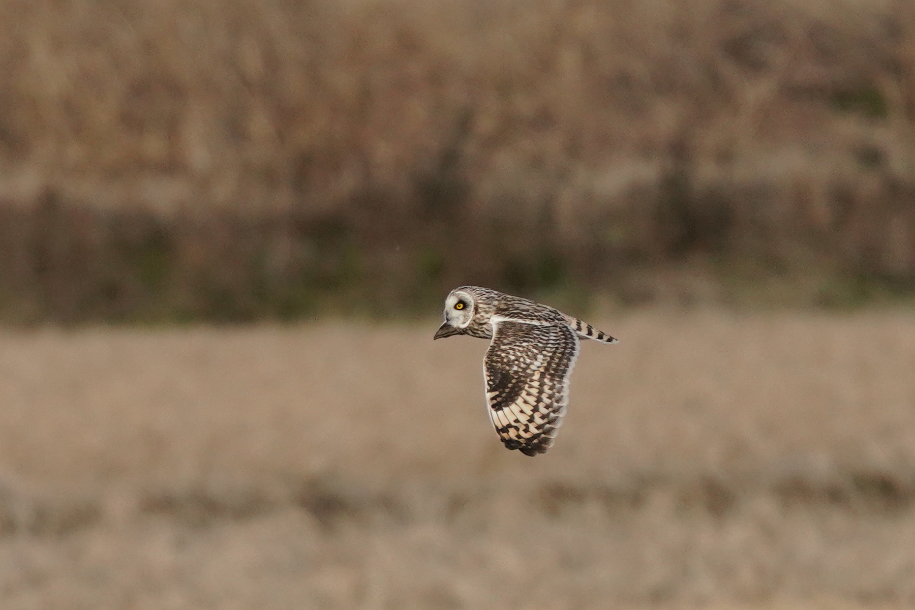 Photo of Short-eared Owl at 千葉県 by raptor2