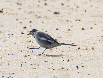 White Wagtail 和白干潟 Thu, 1/2/2020