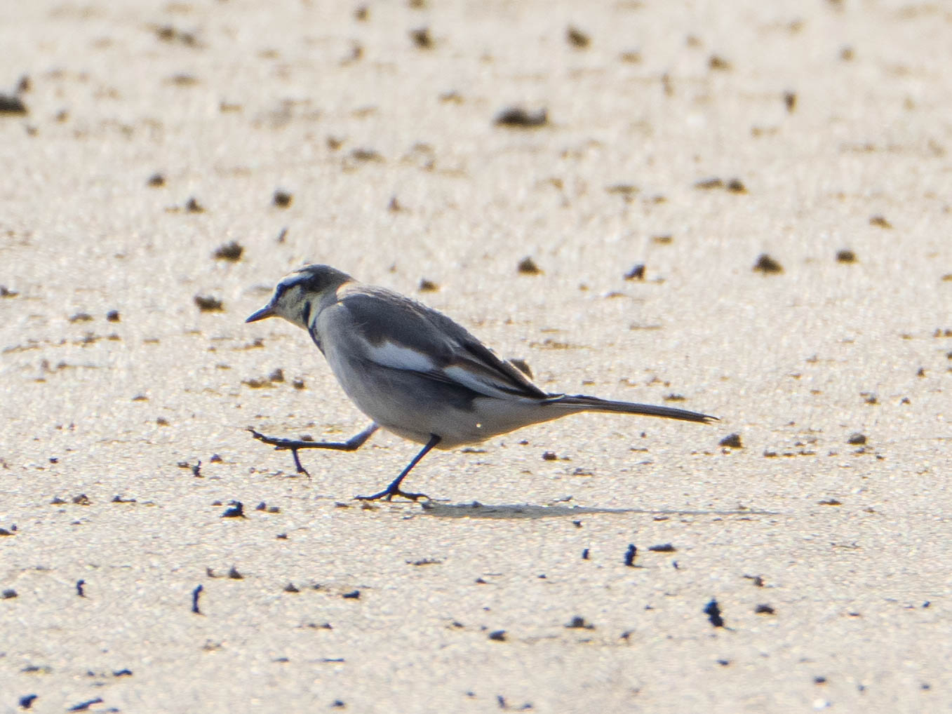 White Wagtail