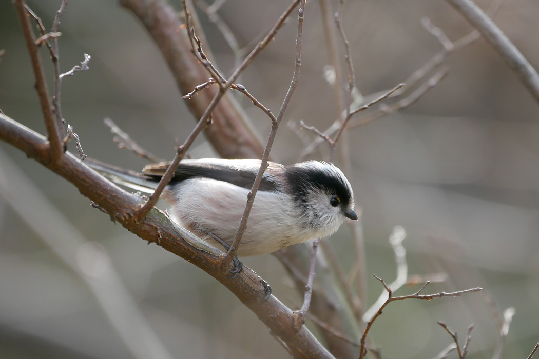 東京港野鳥公園 エナガの写真 by ぴくるす