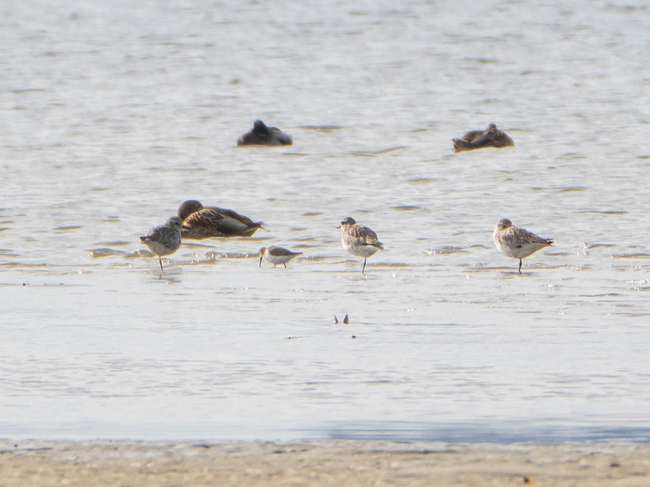 Dunlin