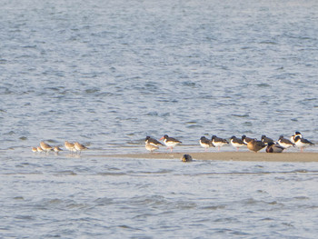 Grey Plover 和白干潟 Thu, 1/2/2020