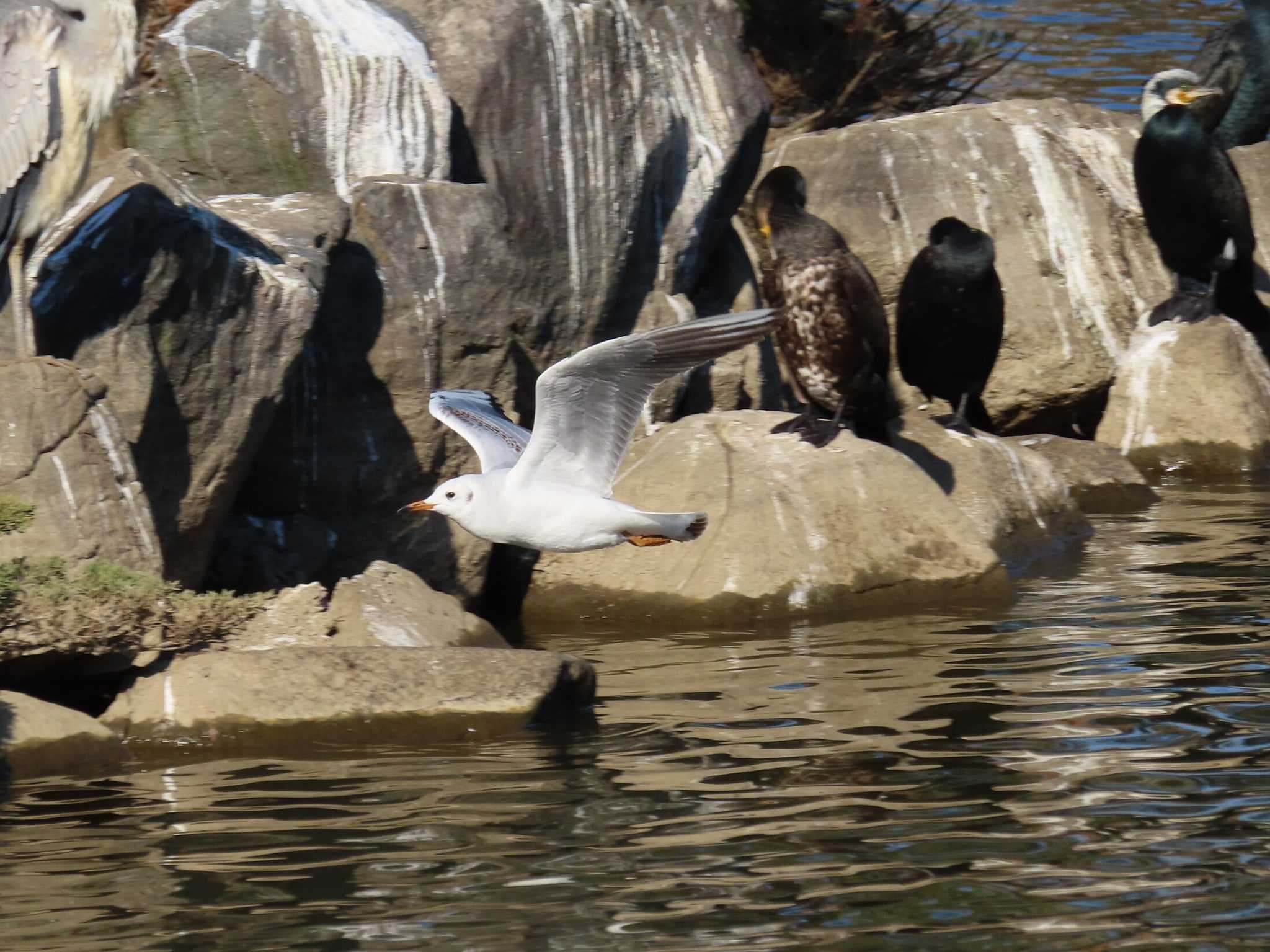 大池親水公園 ユリカモメの写真 by kou