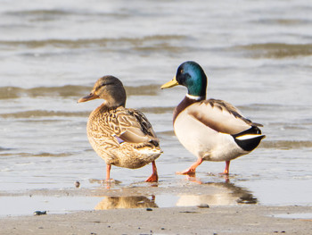 Mallard 和白干潟 Thu, 1/2/2020