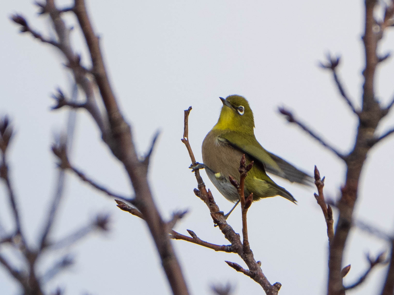 Warbling White-eye